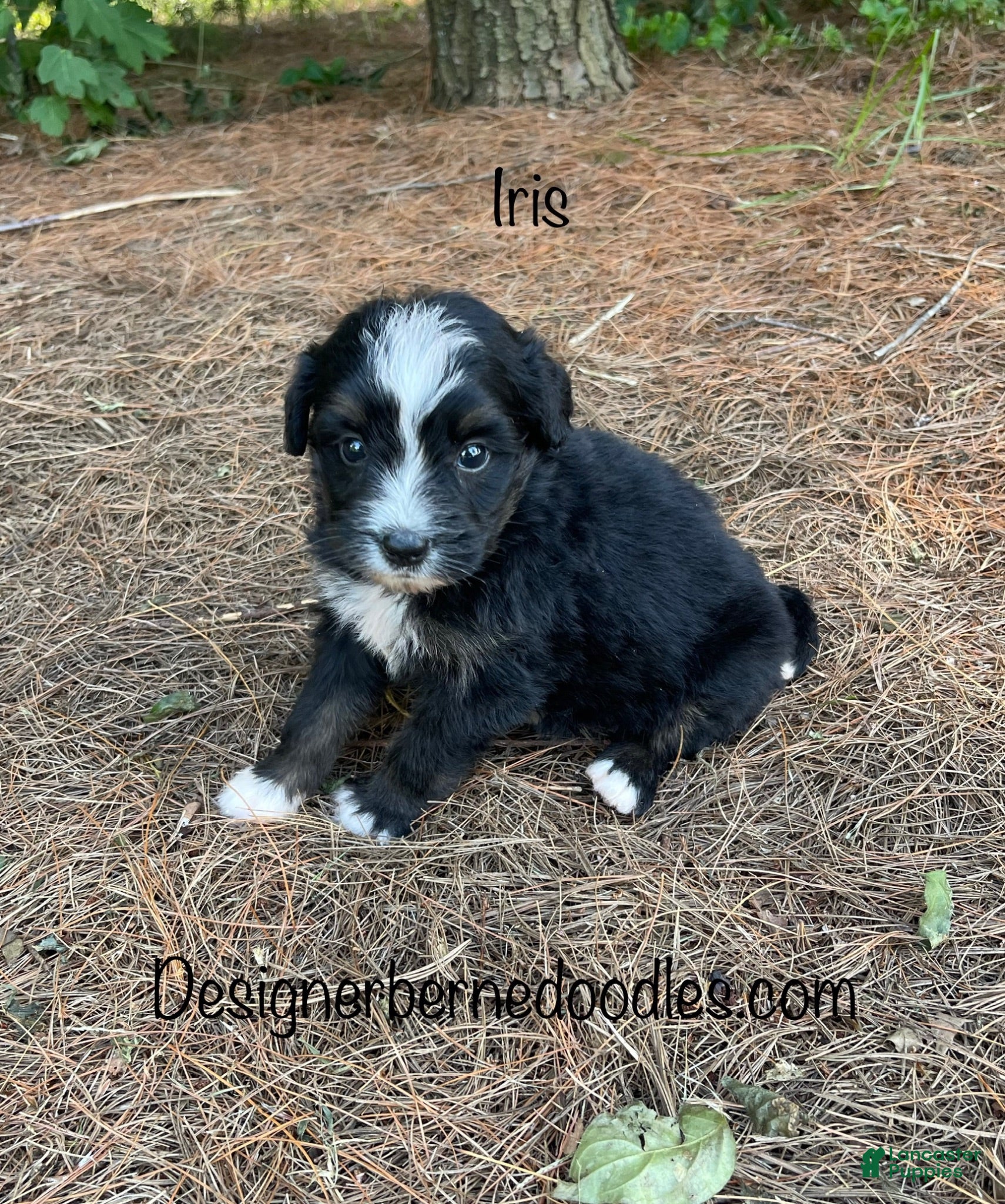 Mini Bernedoodle dogs Iris - Ad 1