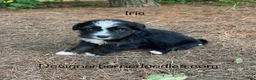 Mini Bernedoodle dogs for sale: Iris - Ad 1