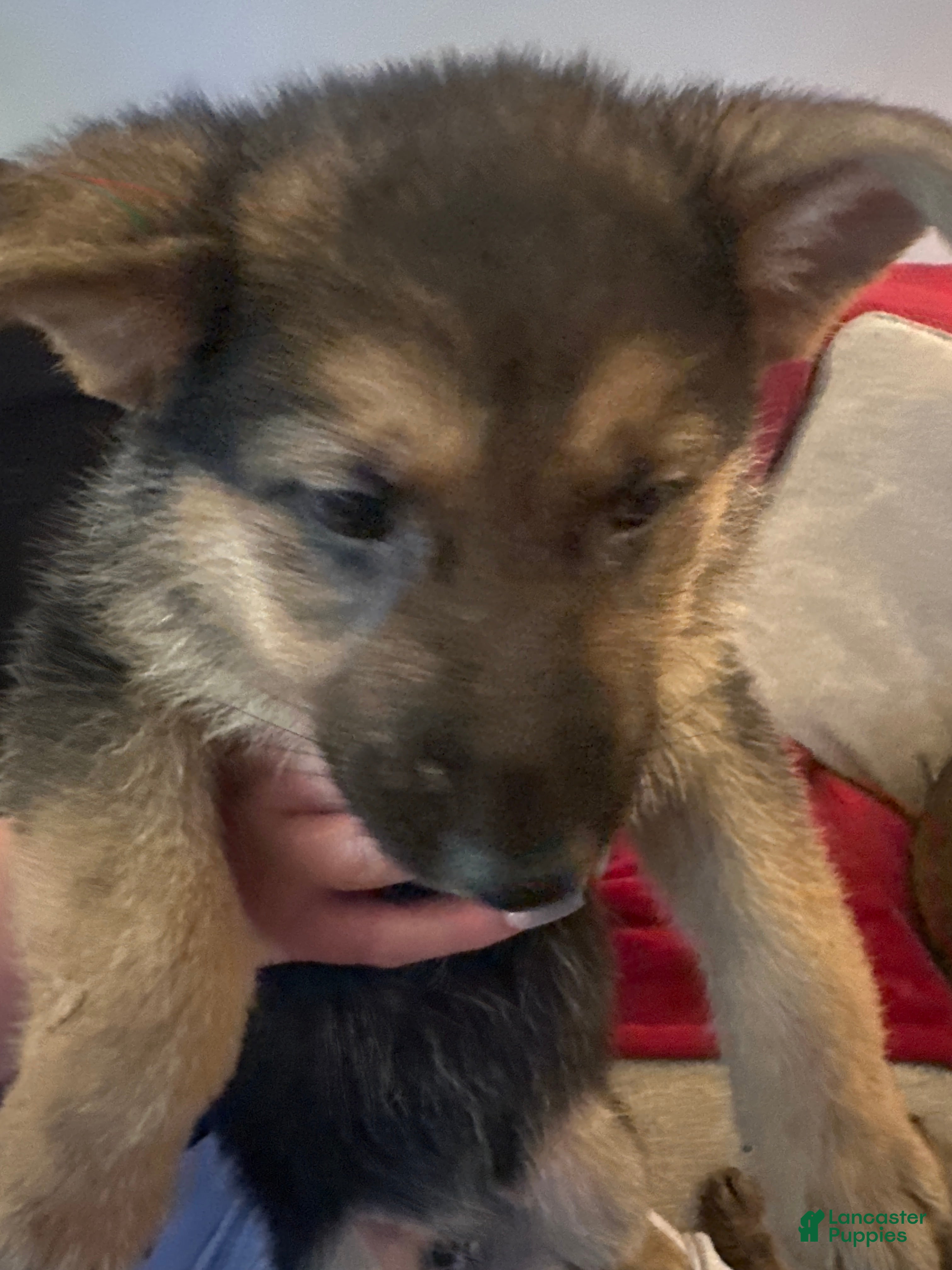 German Shepherd dogs German Shepherd 3 - Ad 37