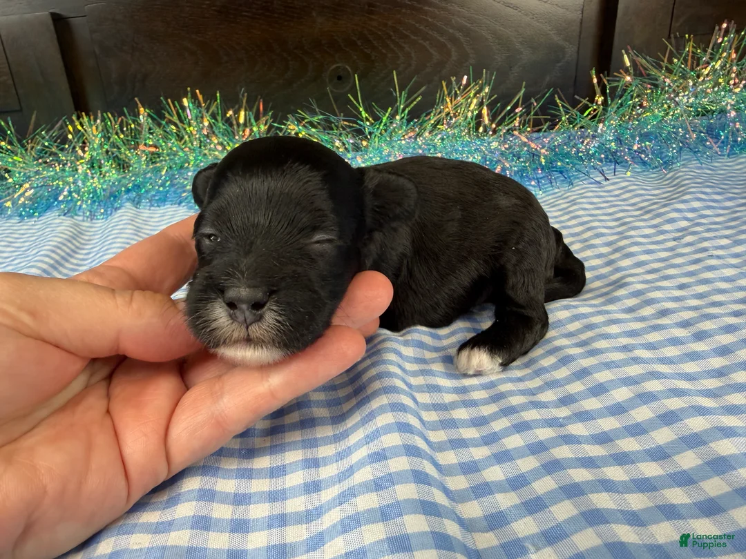 Havapoo dogs for sale: Havapoo 1 - Ad 2