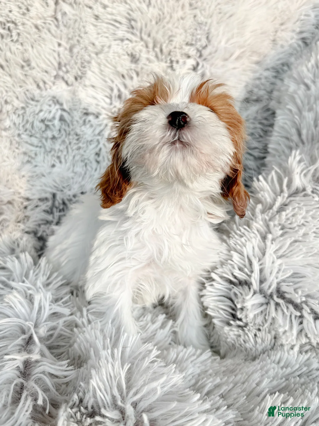 Cavapoo dogs for sale: Truffle - Ad 2