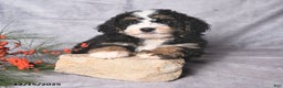 Bernedoodle dogs for sale: Christmas - Ad 3