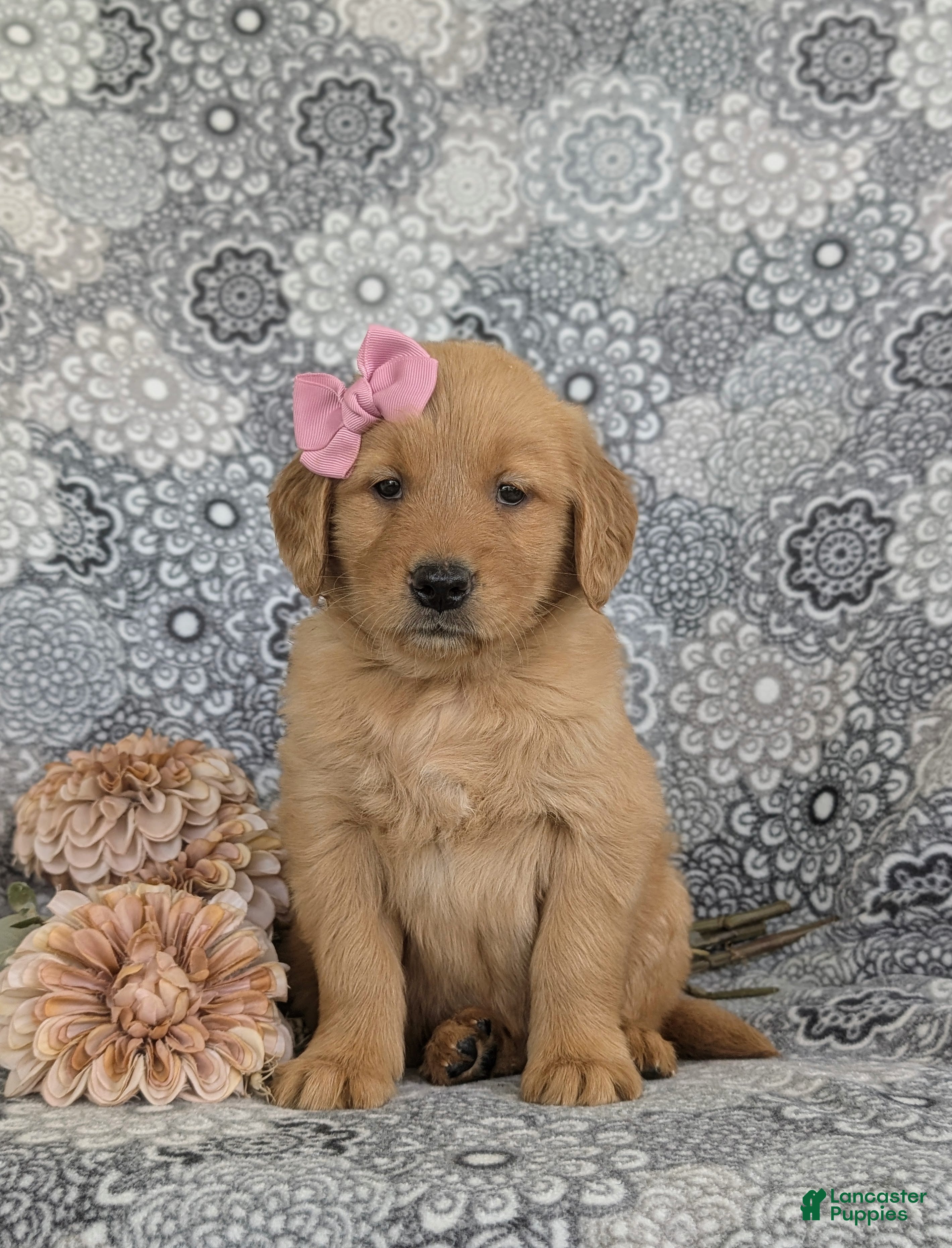 Golden Retriever dogs Makenzie - Ad 2