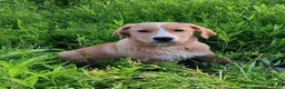 Mixed Breed dogs for sale: Daffy - Ad 4