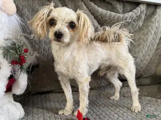 Morkie dogs Austin - Ad 19