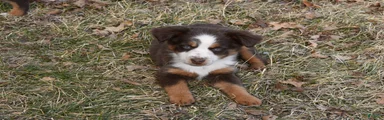 Miniature Australian Shepherd Puppy 3