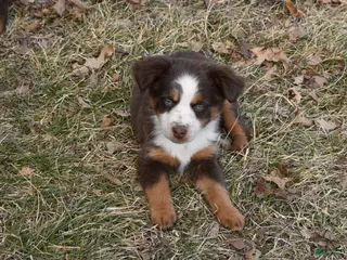 Miniature Australian Shepherd dogs Miniature Australian Shepherd Puppy 3 - Ad 8