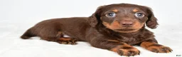 Miniature Dachshund dogs for sale: Dixie - Ad 8