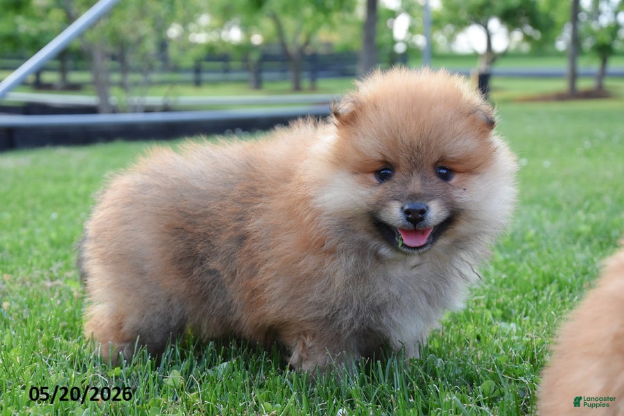 Pomeranian dogs Jasper - Ad 1