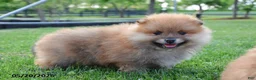 Pomeranian dogs for sale: Jasper - Ad 1