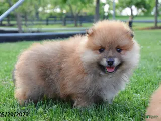 Pomeranian dogs for sale: Jasper - Ad 3