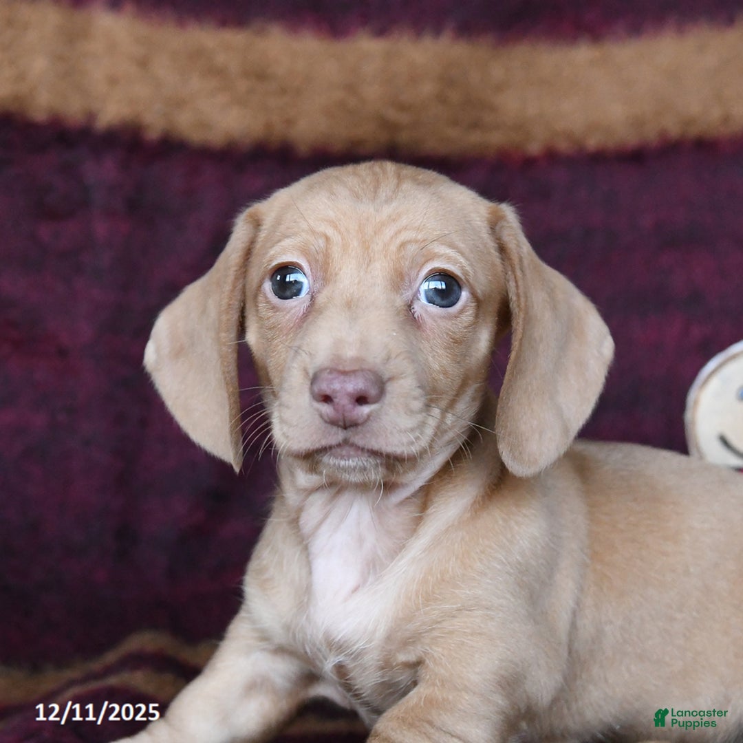 Dachshund dogs for sale: Cheddar - Ad 2