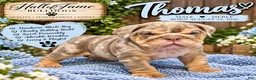 English Bulldog dogs for sale: THOMAS - Ad 4