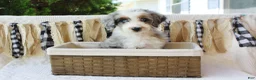 Aussiedoodle dogs for sale: Aussiedoodle 1 - Ad 5