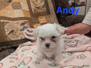 Malshi dogs Andy - Ad 6