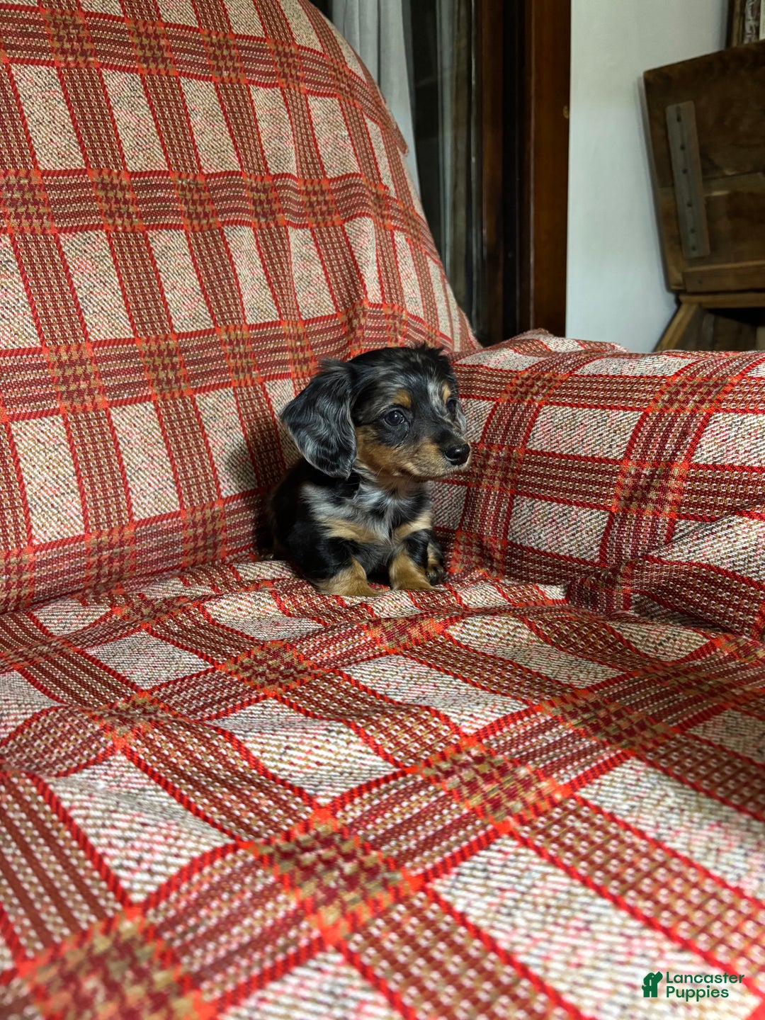 Miniature Dachshund dogs for sale: Miniature Dachshund Puppy 1 - Ad 5