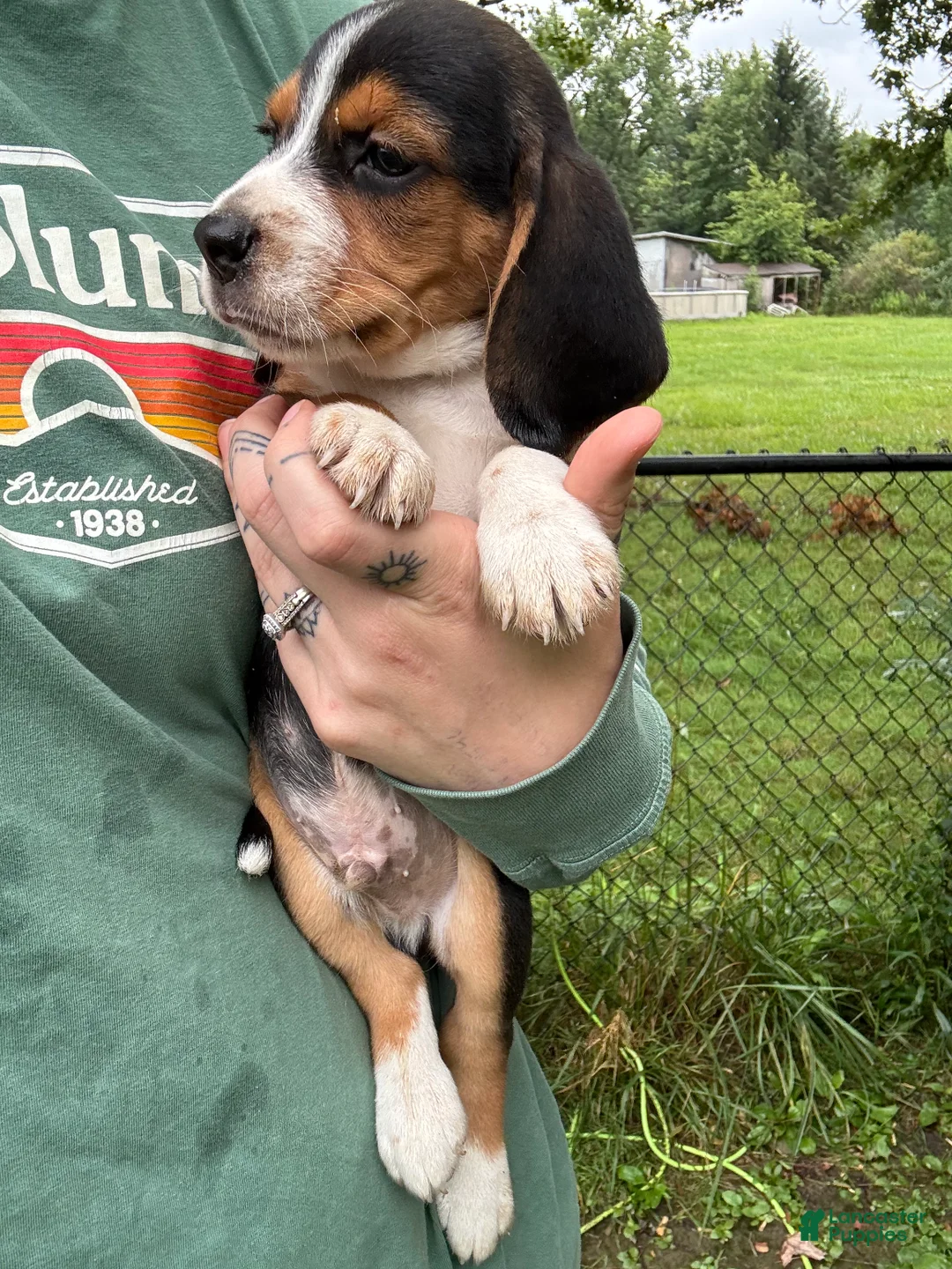 Beagle dogs for sale: Monty - Ad 2
