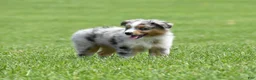 Miniature Australian Shepherd dogs for sale: London - Ad 4