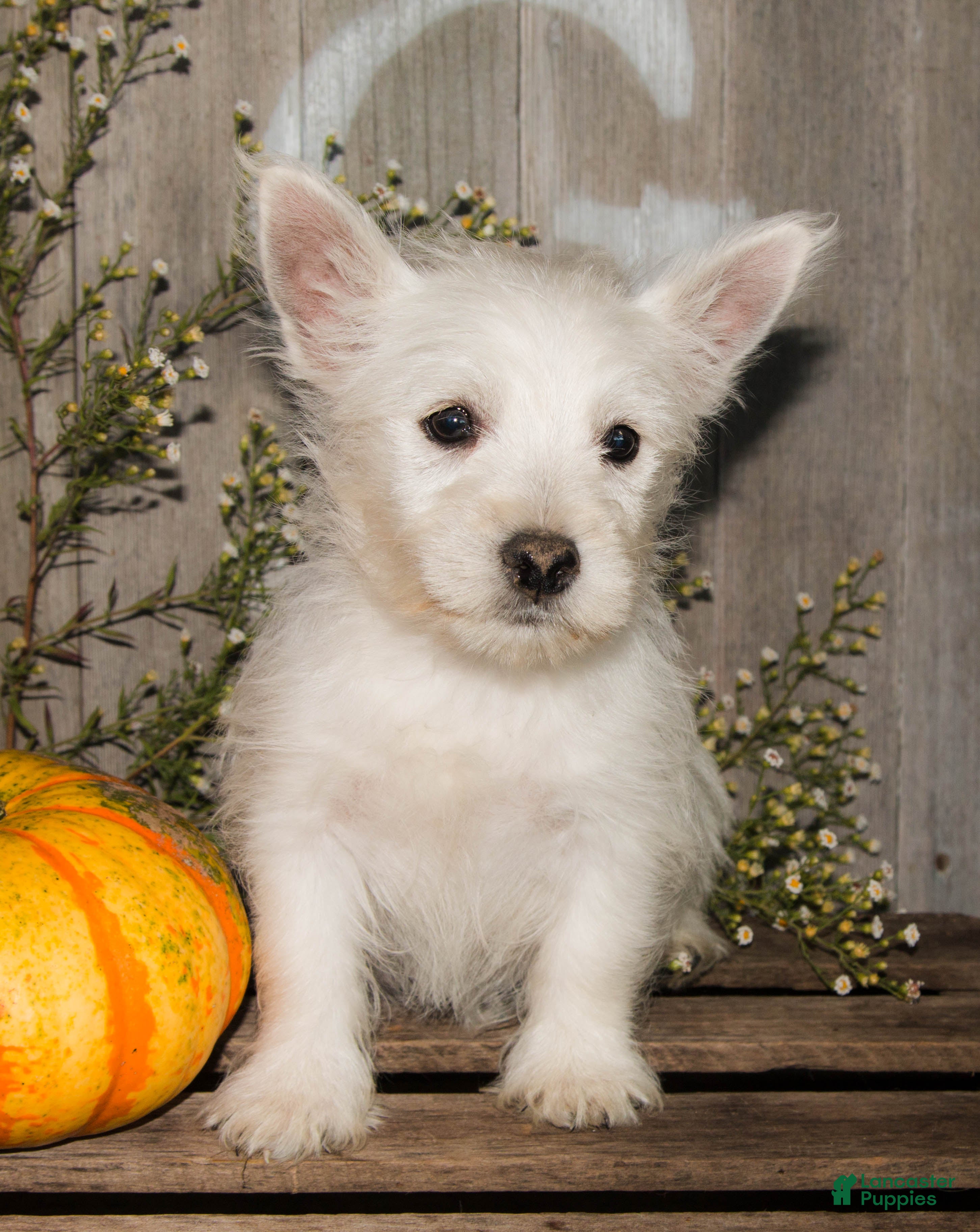 West Highland Terrier dogs for sale: Maple - Ad 1
