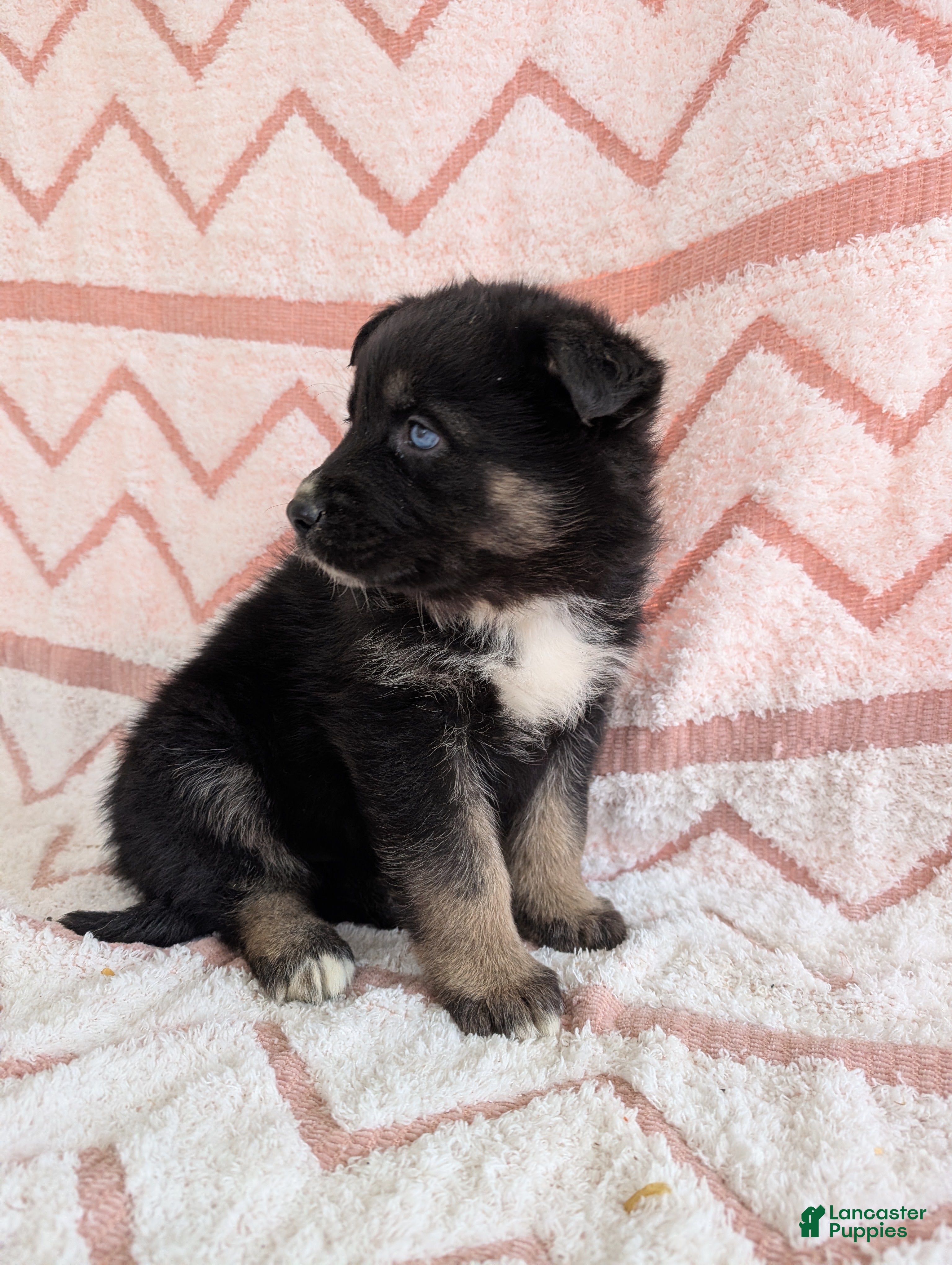 Gerberian Shepsky dogs Mia - Ad 2