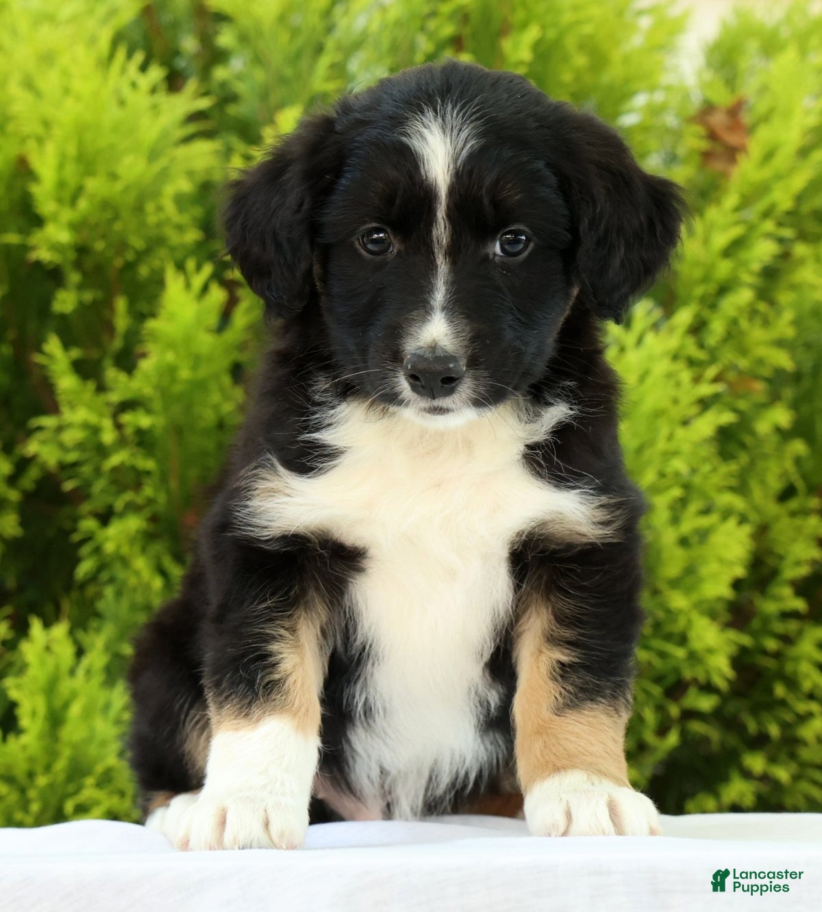 Australian Shepherd dogs for sale: Frisky - Ad 2