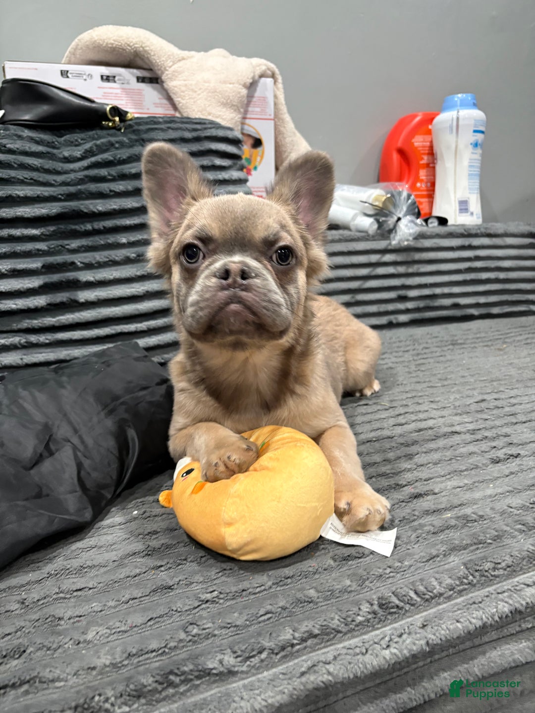 French Bulldog dogs for sale: Fluffy  - Ad 5