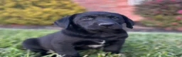 Labrador Retriever dogs for sale: Trixie - Ad 2