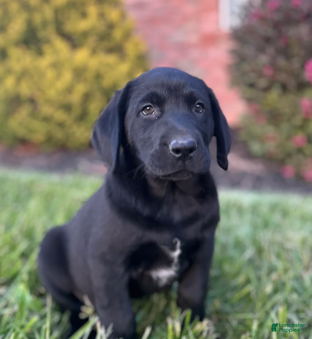 Labrador Retriever dogs for sale: Trixie - Ad 2