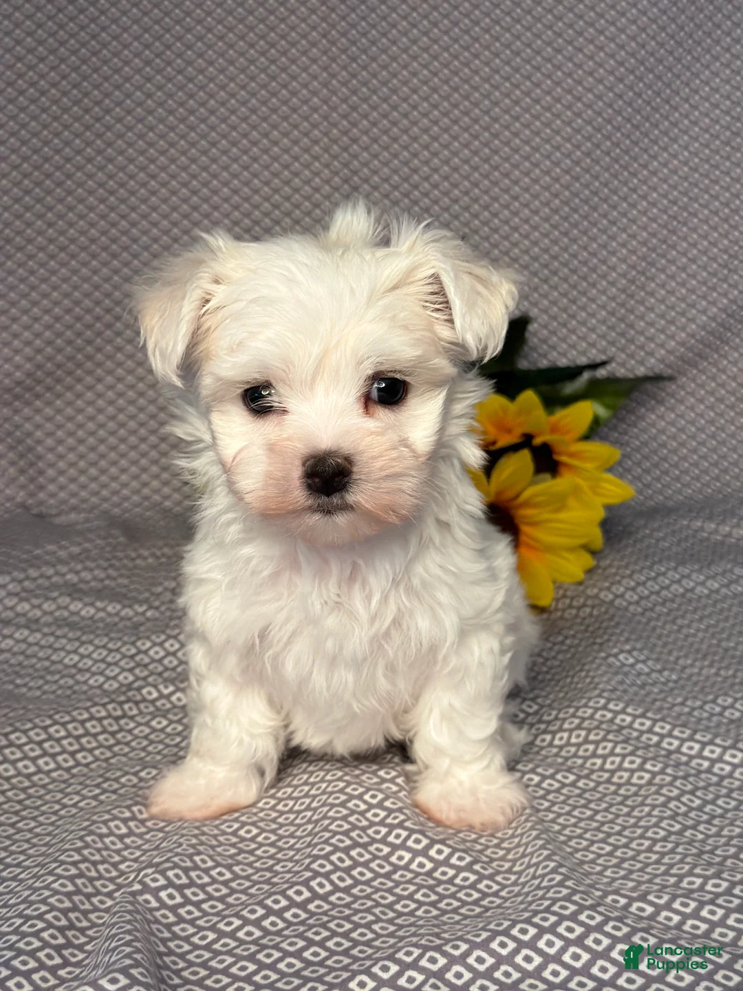 Maltese dogs for sale: Ryder - Ad 1