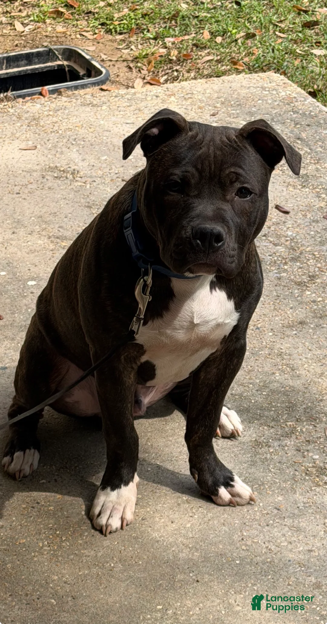 Staffordshire Bull Terrier dogs for sale: Staffordshire Bull Terrier Puppy 1 - Ad 1