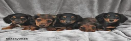 Miniature Dachshund dogs for sale: Frankie - Ad 5