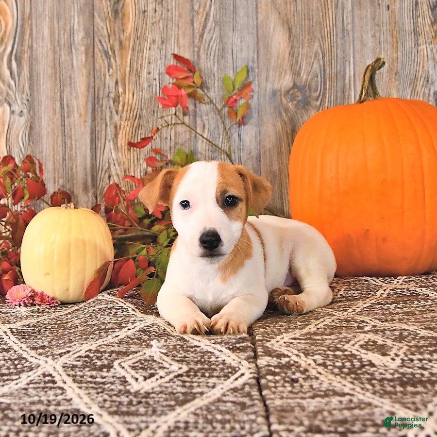 Jack Russell Terrier dogs for sale: Fletcher - Ad 1