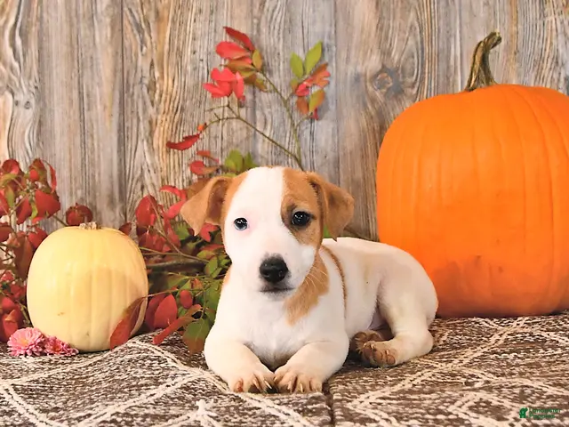 Jack Russell Terrier dogs for sale: Fletcher - Ad 1