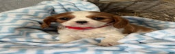 Cavalier King Charles Spaniel dogs for sale: Brayden - Ad 4