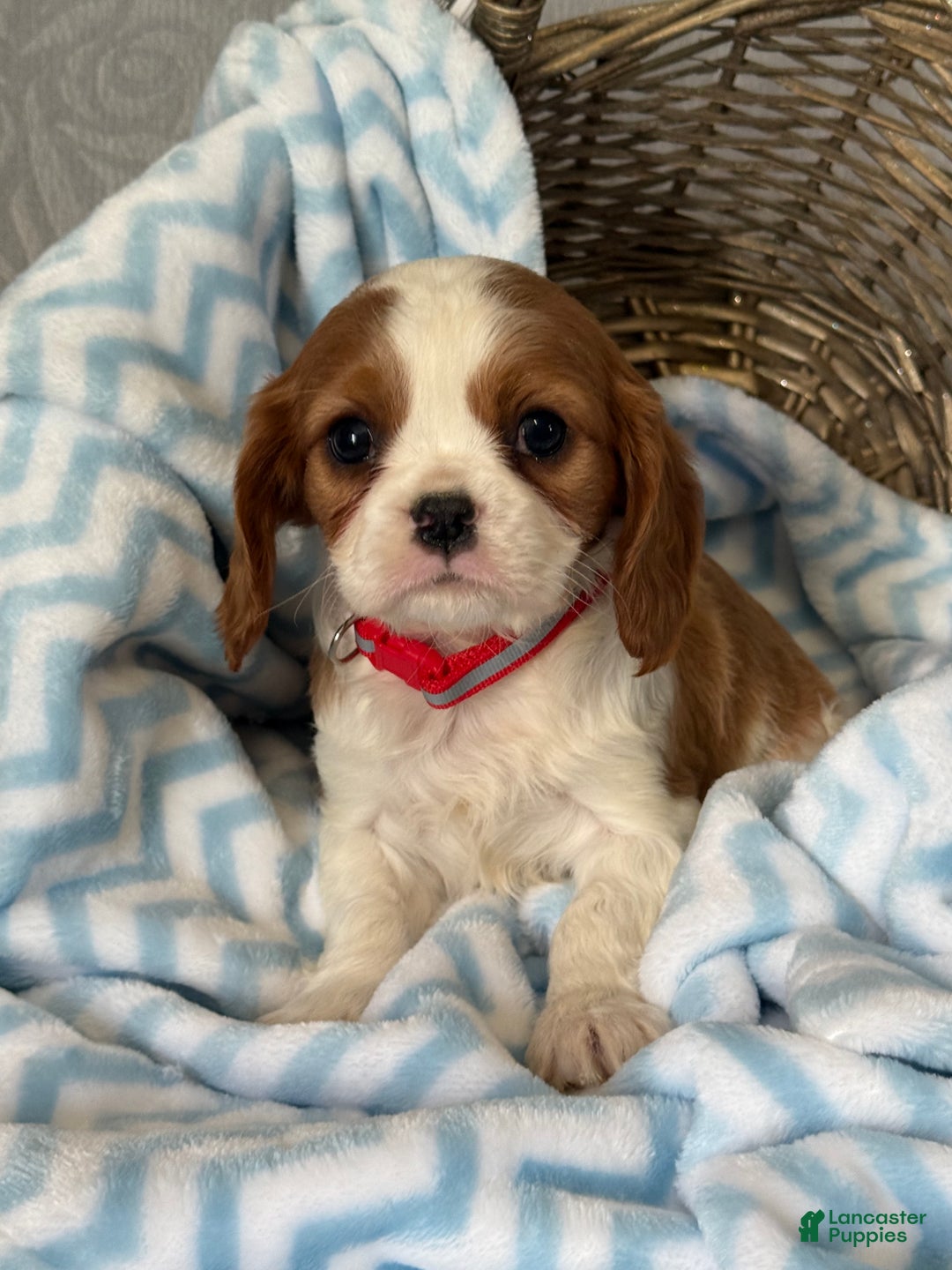 Cavalier King Charles Spaniel dogs for sale: Brayden - Ad 4