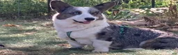 Welsh Corgi Cardigan dogs for sale: AKC Elizabeth  - Ad 6