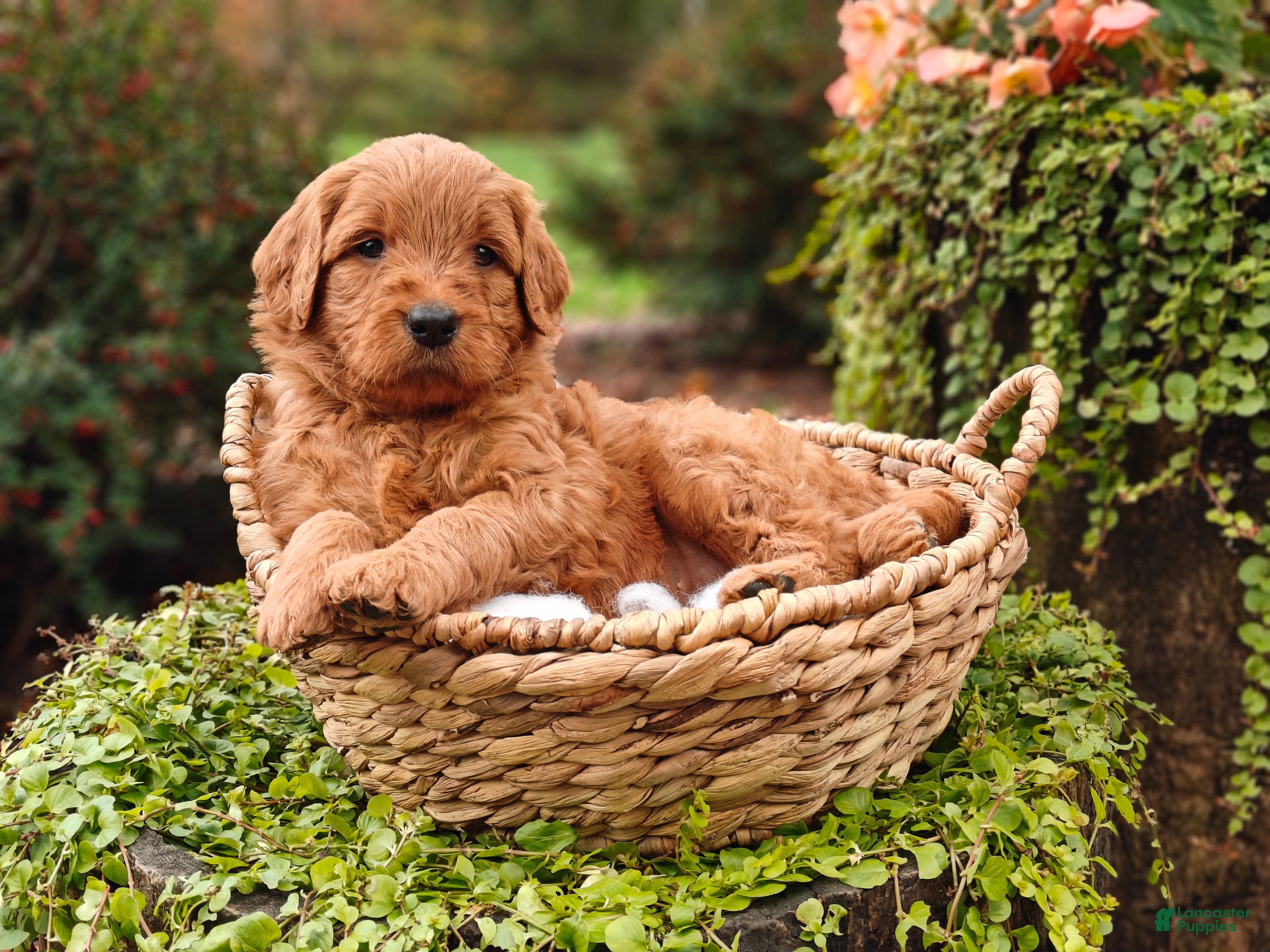 Goldendoodle dogs Chai - Ad 2