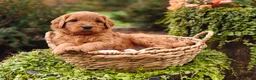 Goldendoodle dogs for sale: Chai - Ad 2