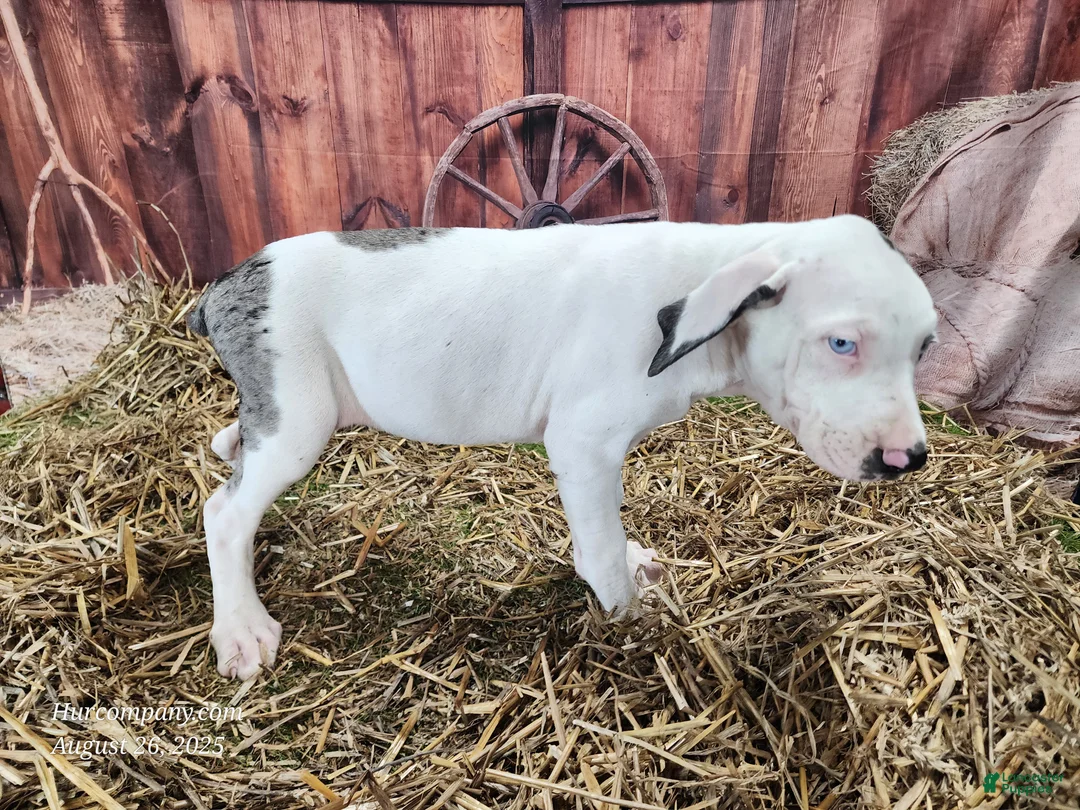 Catahoula Leopard Dog dogs for sale: Angel 2025 Female 1 - Ad 12