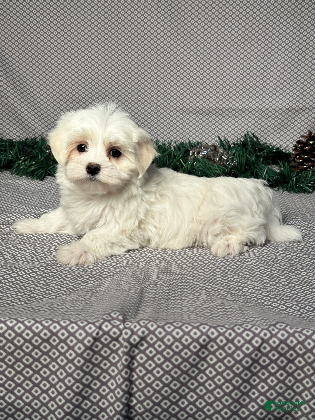 Maltese dogs for sale: Jordan - Ad 4
