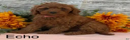 Cavapoo dogs for sale: Echo - Ad 1