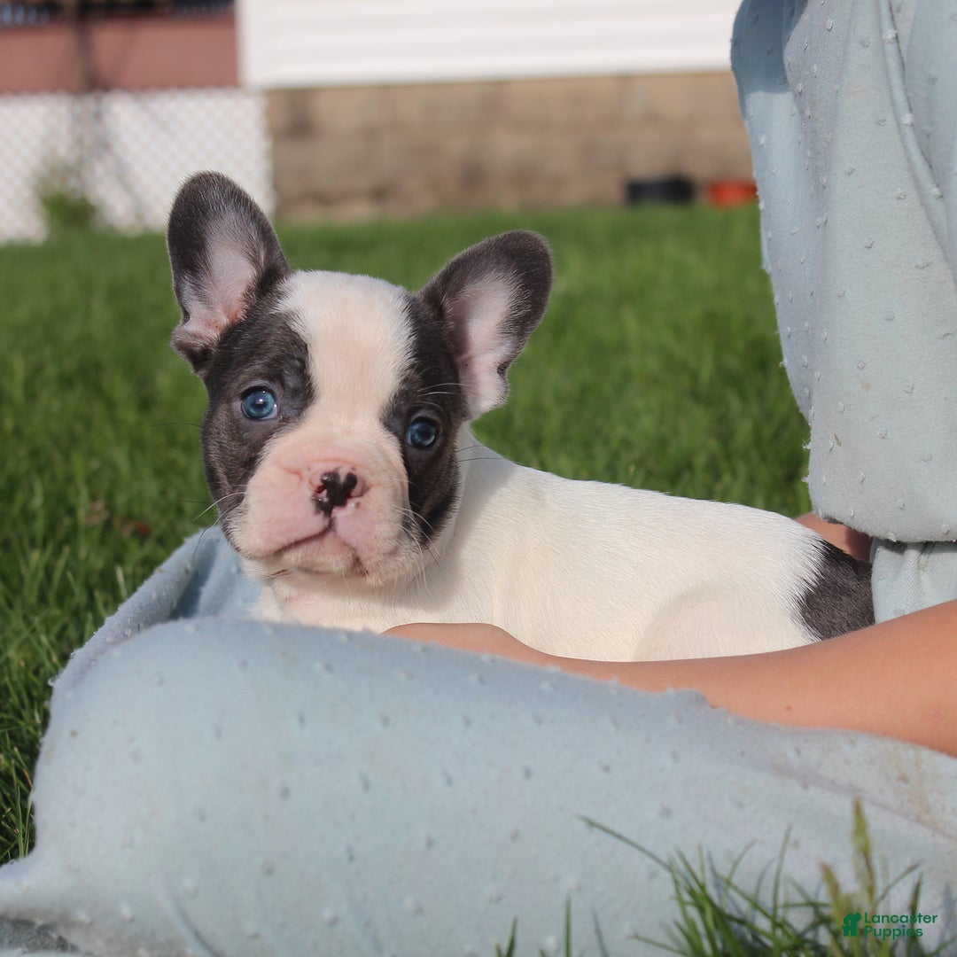 French Bulldog dogs for sale: Stiles - Ad 11