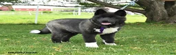 Akita dogs for sale: Fletcher - Ad 5