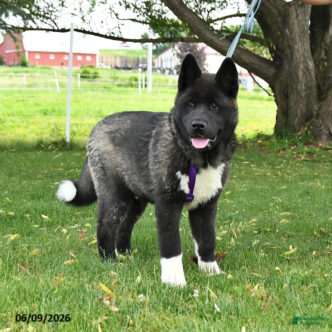 Akita dogs for sale: Fletcher - Ad 5