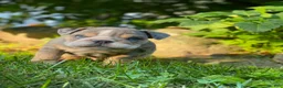 English Bulldog dogs for sale: Nicky - Ad 8