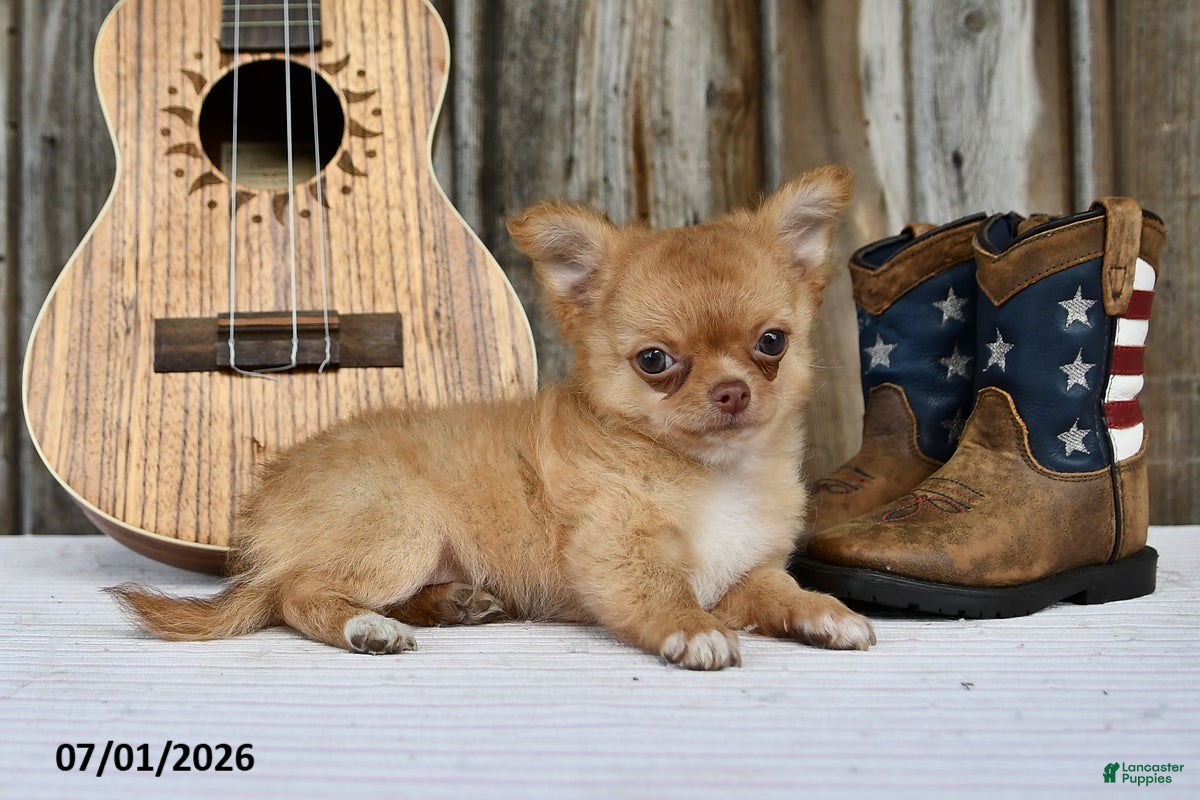 Chihuahua dogs Nugget - Ad 2