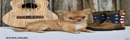 Chihuahua dogs for sale: Nugget - Ad 2