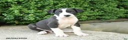 Great Dane dogs for sale: Gus - Ad 2