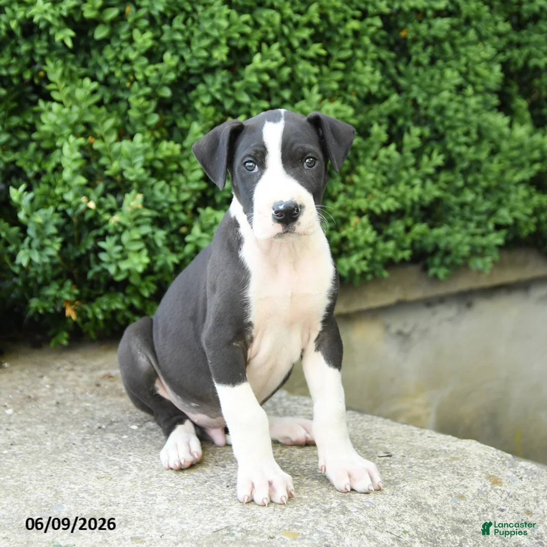 Great Dane dogs for sale: Gus - Ad 2
