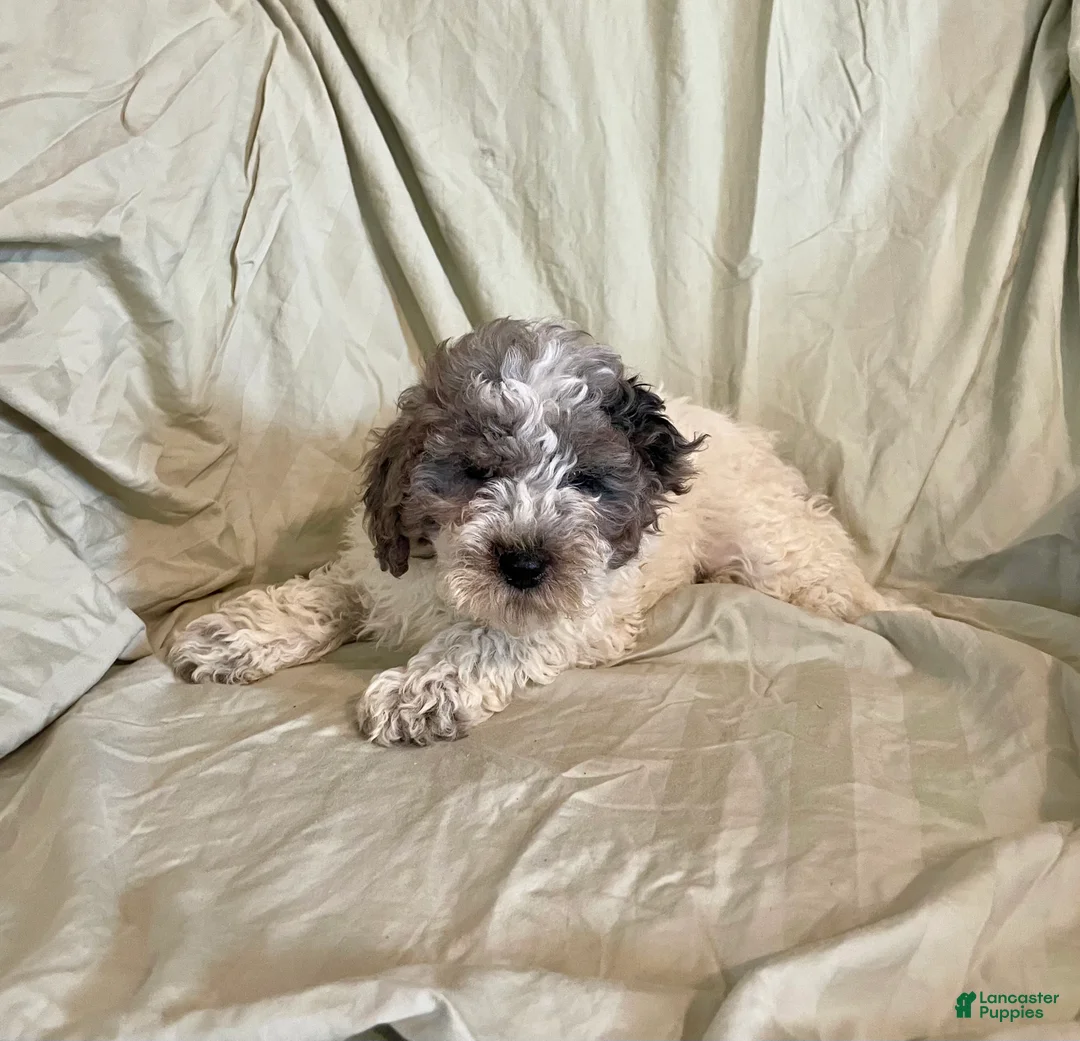 Cockapoo dogs for sale: Butch - Ad 1